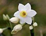 White Snow Flower